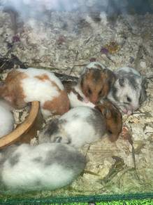 hamster syrian