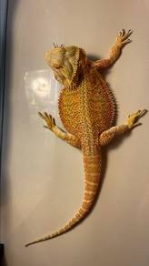 bearded dragon