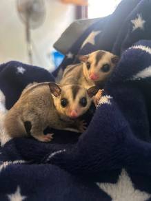 Sugar Glider| Mosaic Double Het | White Face | x2