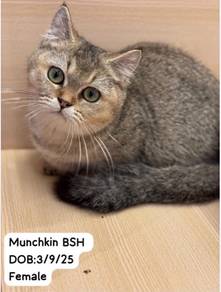 Munchkin BSH Cat for sale