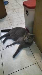 Female and 3 kittens utk dilepaskan ( 1st Born )