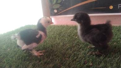 anak ayam perkin 
