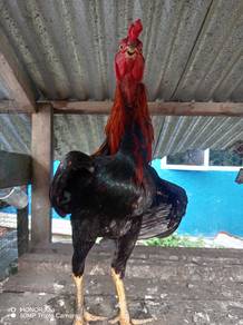 Ayam hiasan (Pama)