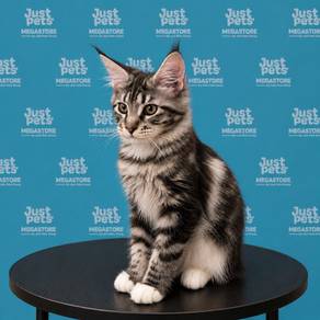 Mainecoon Black & White