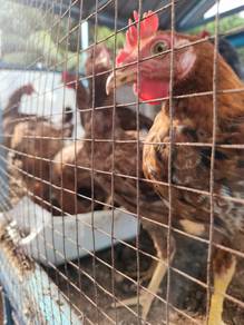 Ayam kampung untuk dijual hidup atau siap proses