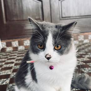 Kucing Persian Mix Betina ( Misa )