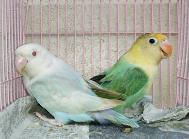 Burung lovebird fischer fallow parblue