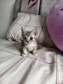 female munchkin kitten super short legs 