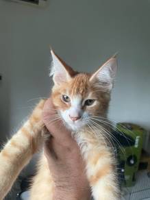 Mainecoon