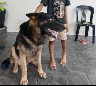 german Shepherd for mating 