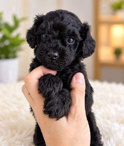 Toy poodle