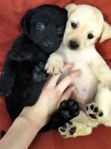 Labrador retriever male puppy