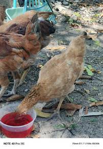 ayam organik
