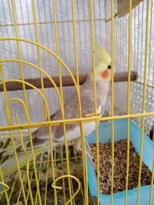 Cockatiel - Male 1 year old.
