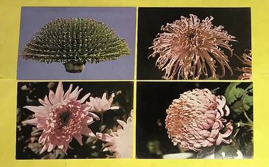 4 VINTAGE POSTCARDS Set (FLOWERS)