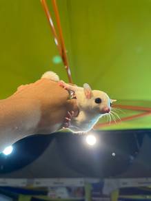 sugar glider white