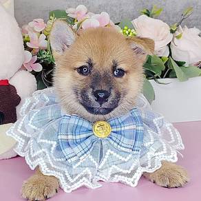 Shiba