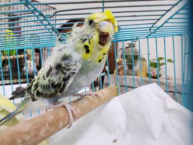 Hagoromo budgie Opaline female 