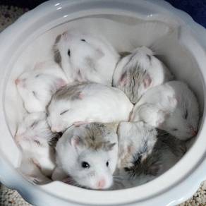 White Roborovski Dwarf Hamster 🐹