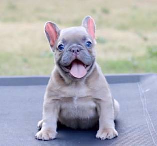 FRENCH BULLDOG PUPPIES 🌻S132 Charming Girl