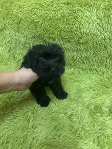 Black Poodle Female Puppy F-1