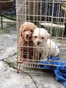 pure female toy poodle