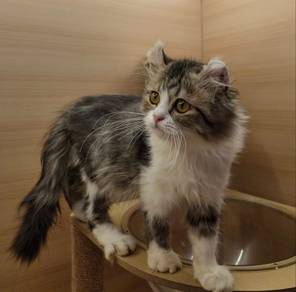American Curl Untuk Dijual !!