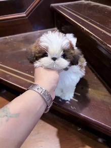 shizhu boy 