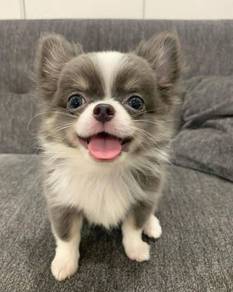 apple head Chihuahua 