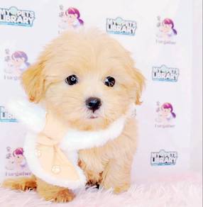 Maltipoo