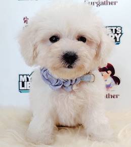 Maltipoo