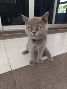 kucing bsh kitten
