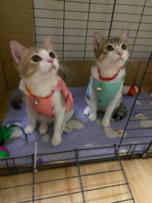 2 Kittens for adoption