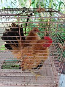 Ayam Serama Untuk Dijual