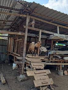 Kambing kampung untuk dijual seekor 