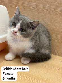 Bsh Bi Color