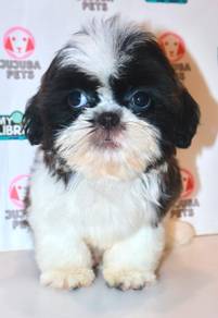 i40 Fluffy ShihTzu Puppy