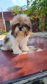Shih tzu