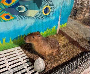 Capybara For Sale