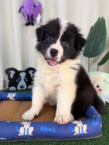 Border Collie Boy MKA