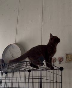 BSH Chocolate Carry Cinnamon (dad cinnamon)