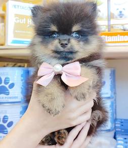 Pomeranian