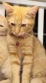 Tabby orange