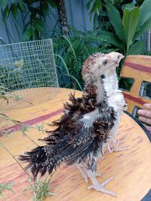 Ayam bulu terbalik