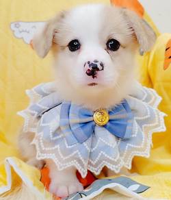 Corgi