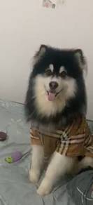 Alaskan Malamute 