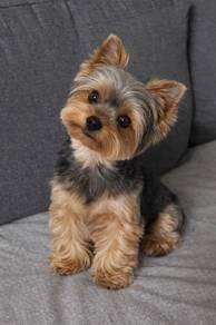 A4113 Patter-pawed Silkese Long Hair Small Puppy P