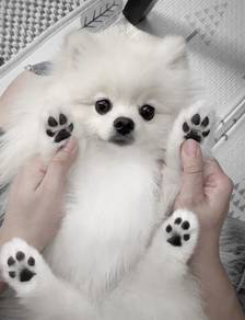 Precious Pomeranan Cute Baby Face Puppy Puppy