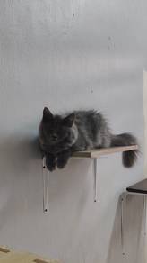 kampung kucing