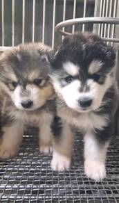Wooly husky silver female